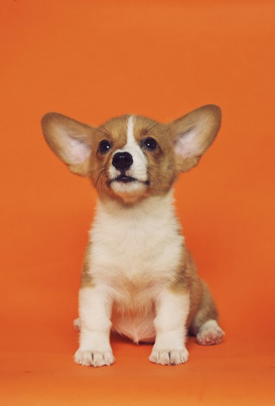 Szczeniak welsh corgi pembroke na pomarańczowym tle